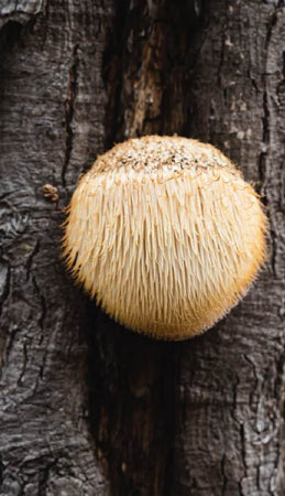 Lion’s Mane: a Key Functional Mushroom