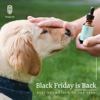 Black Friday is Back - Dog (JPG)