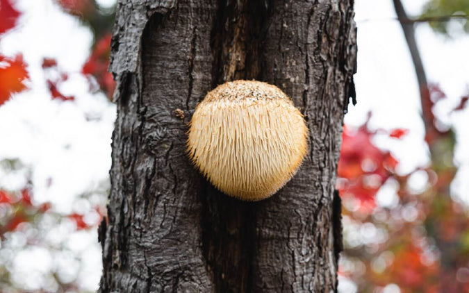 Lion’s Mane: a Key Functional Mushroom